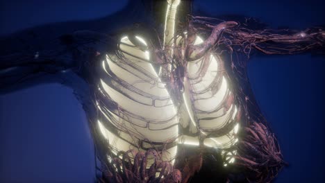 Human-Body-with-Visible-Lungs